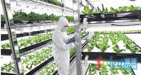 “潔凈室蔬菜園”,員工正在檢查蔬菜的生長(zhǎng)情況